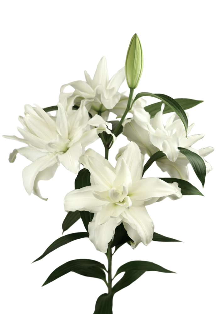 RL Xanta Roselily Lilium