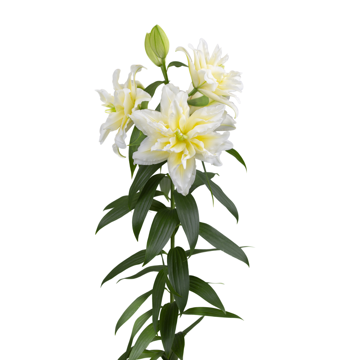 RL Ancilla Roselily Lilium