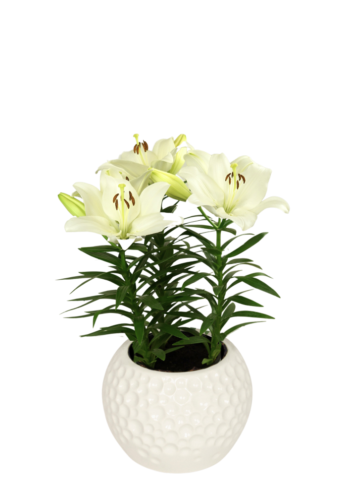 Summer Salt Lily Looks Lilium