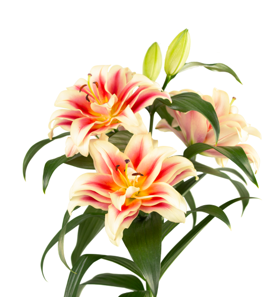 Basilio Starlily Lilium