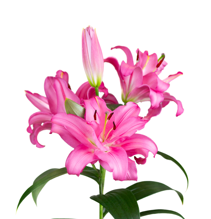 SL Eelco Starlily Lilium