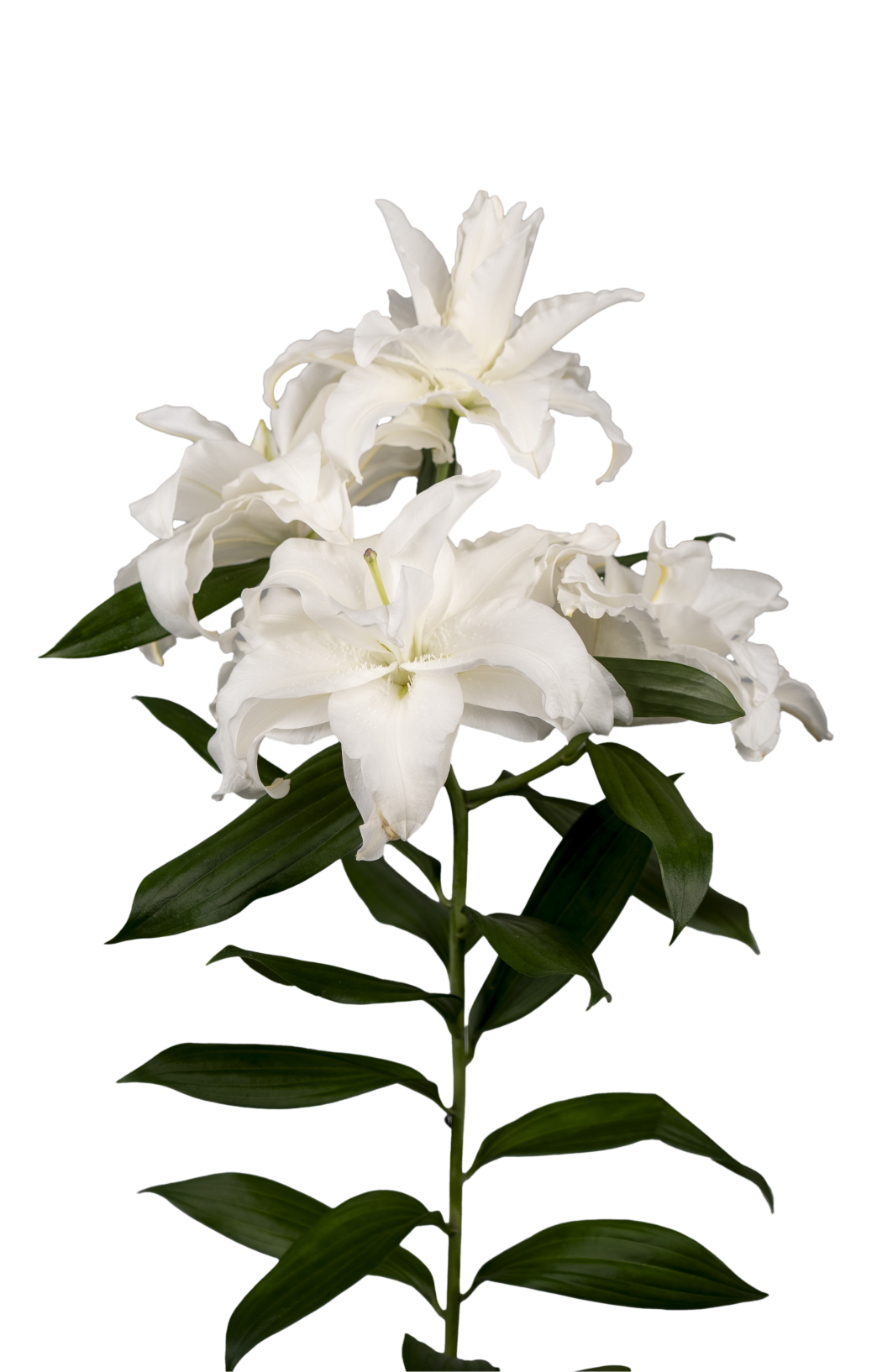 RL Cyrilla Roselily Lilium