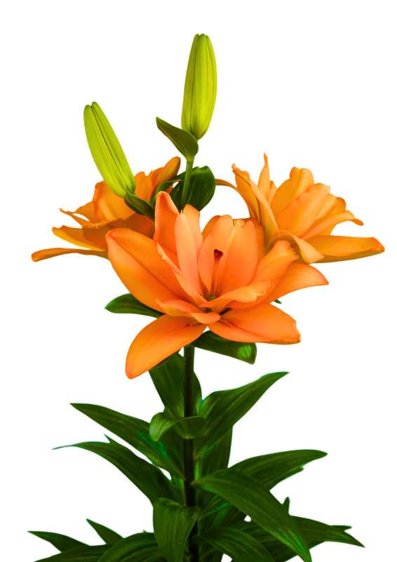Flyball Butterfly Lily Lilium