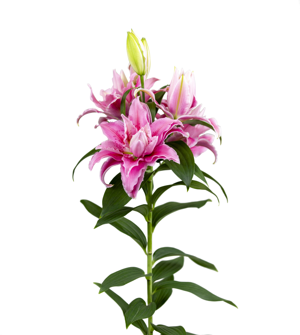 RL Amira Roselily Lilium