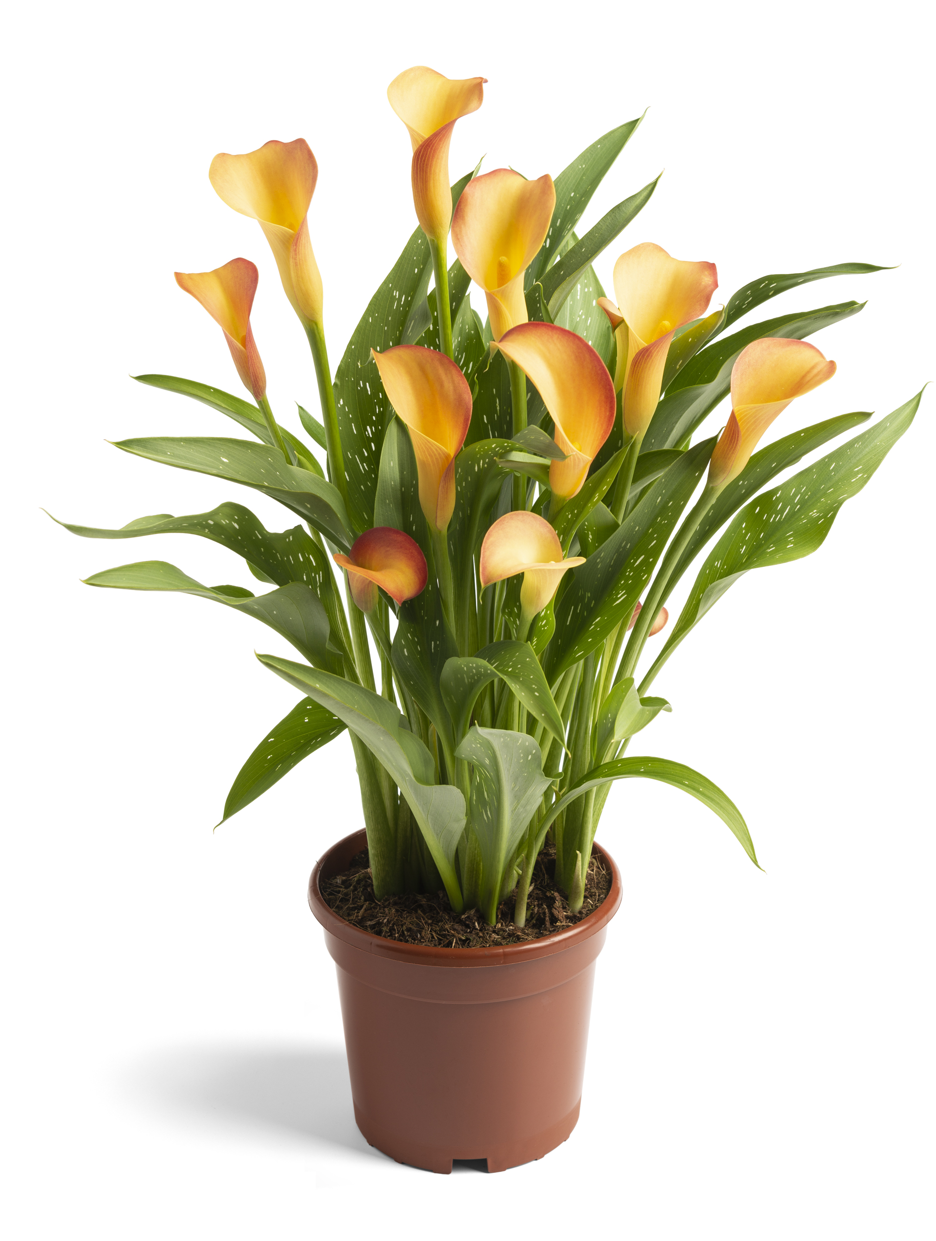 Orange Blend Zantedeschia