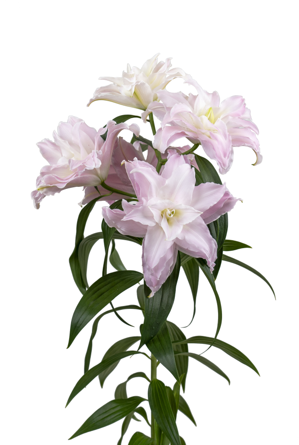 SL Kento Starlily Lilium