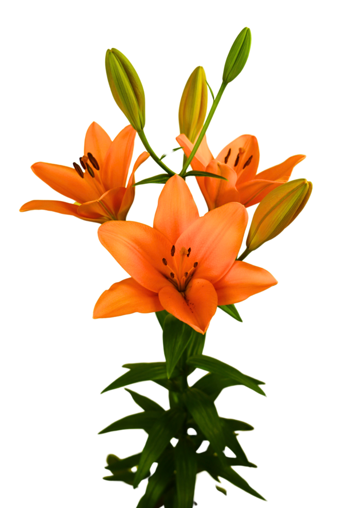 Marisol Lilium