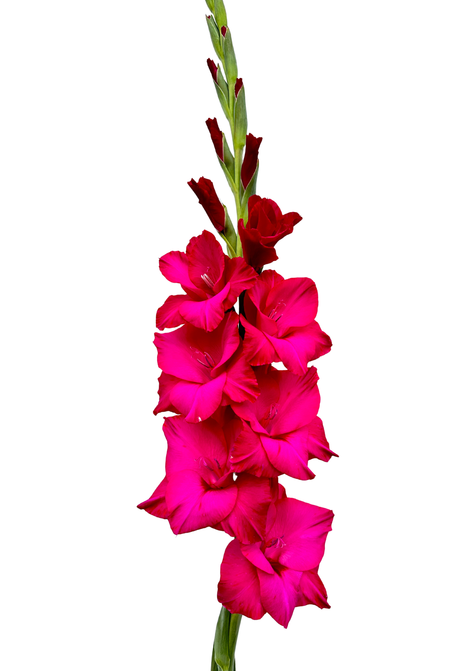 Thalia Prisma Gladiolus Gladiolus