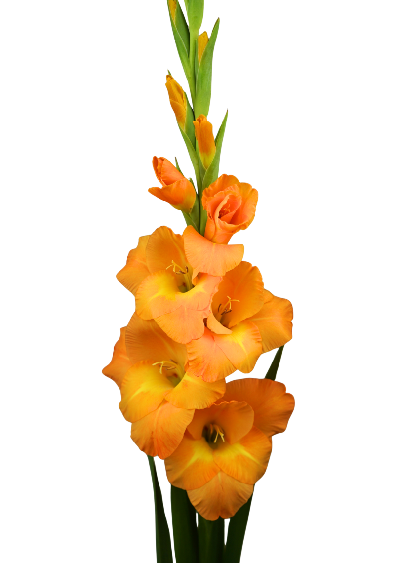 Cornelli Prisma Gladiolus Gladiolus