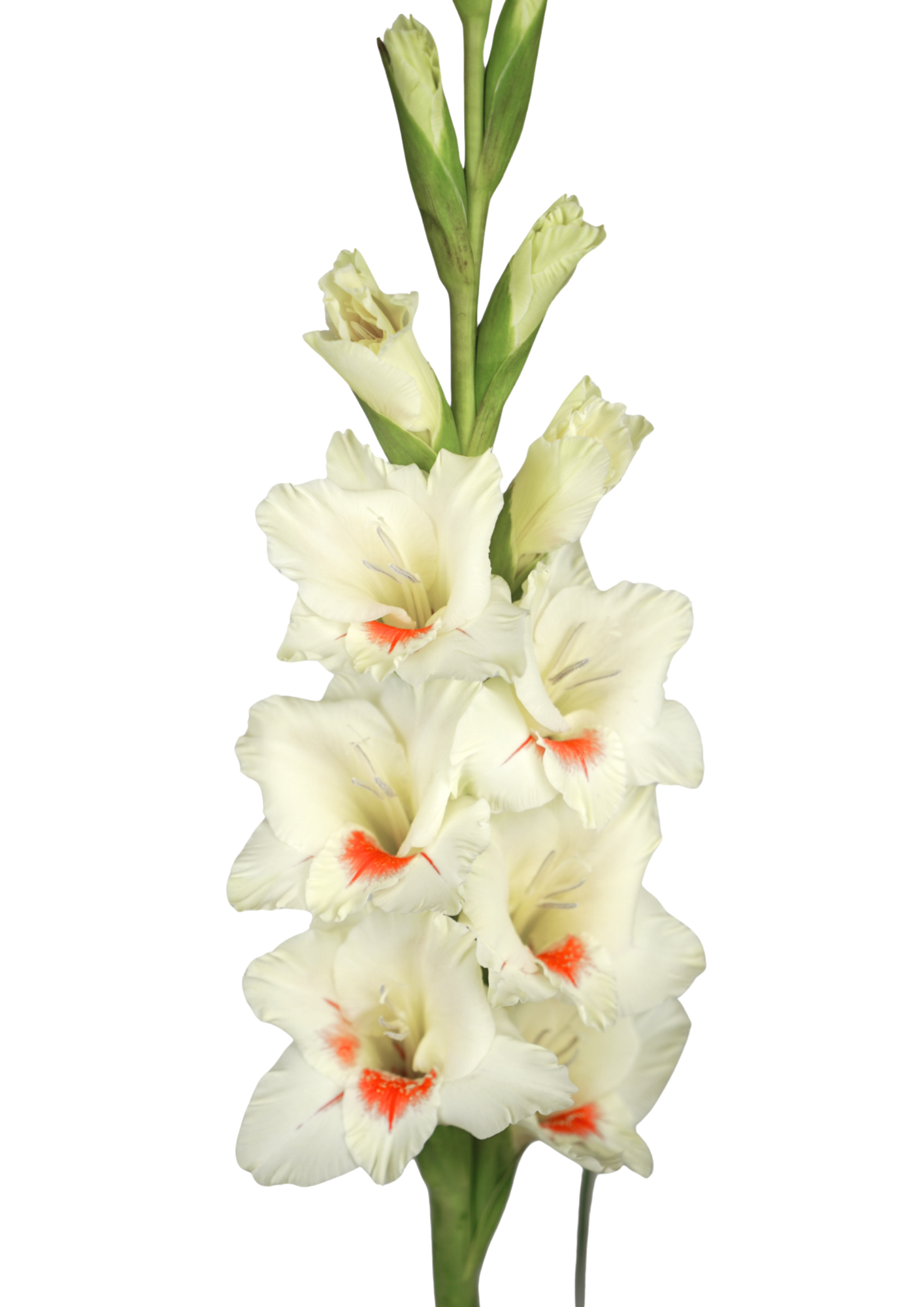 Ajax Prisma Gladiolus Gladiolus