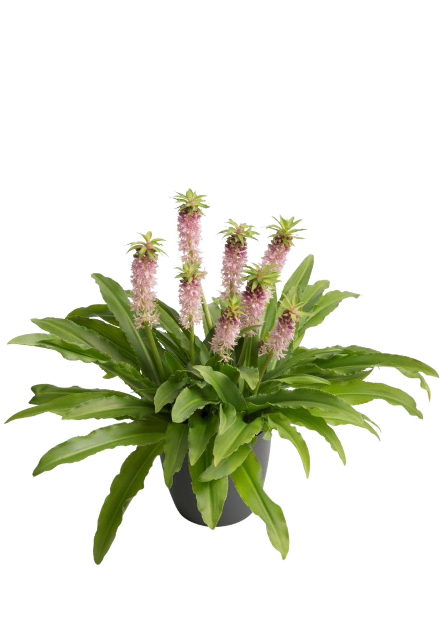 Nani NewComis Eucomis
