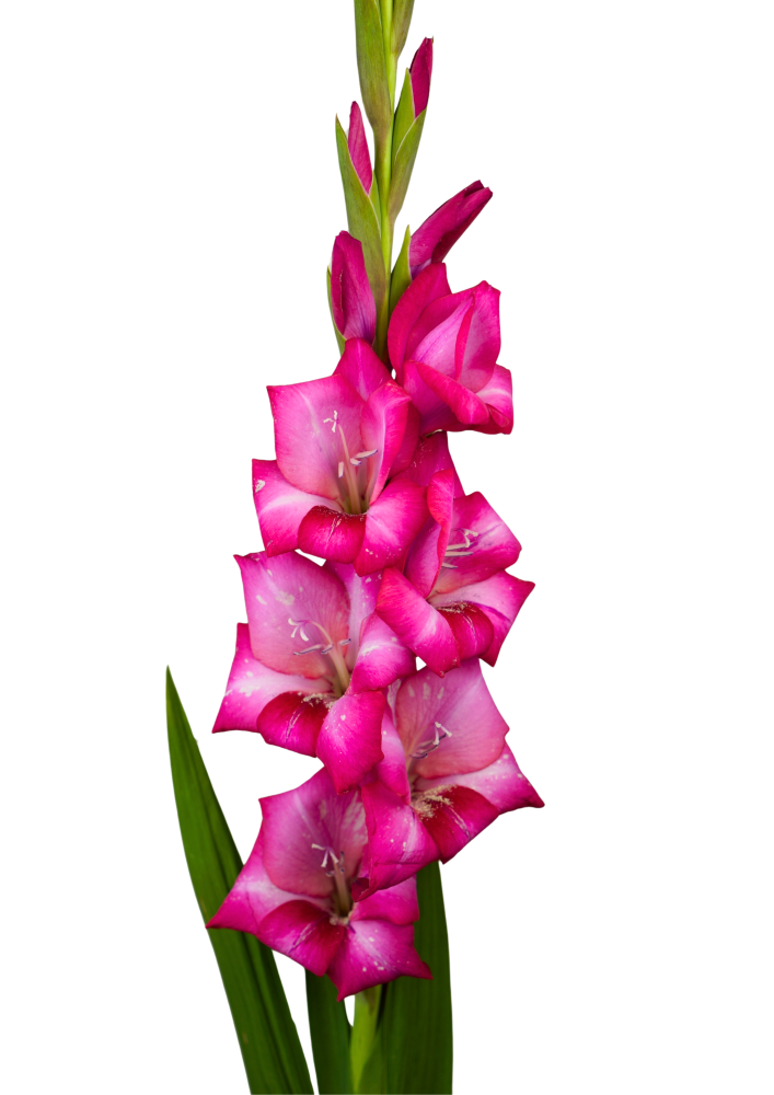 Adelle Gladiolus
