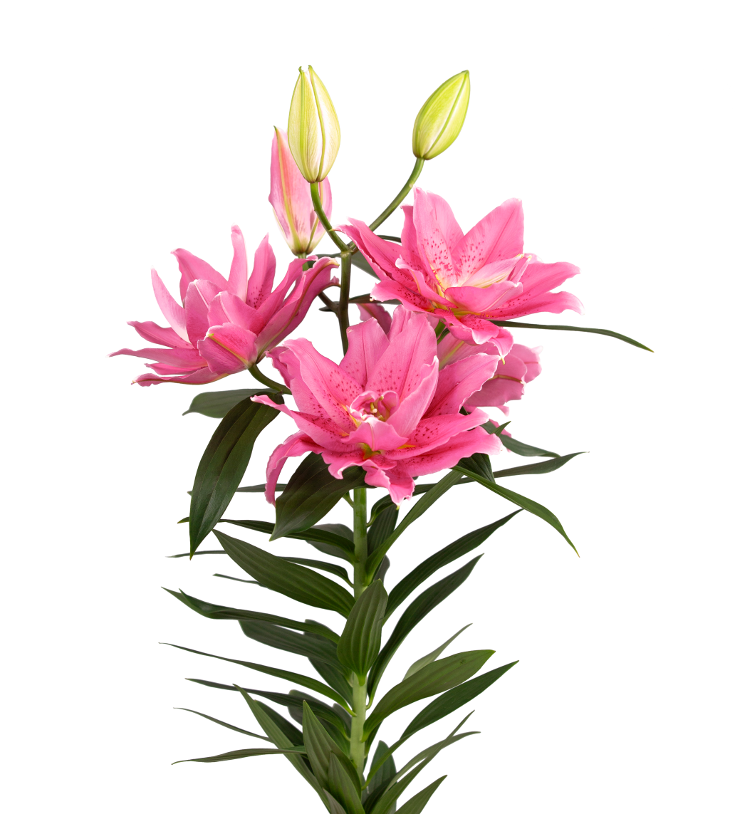 RL Loiza Roselily Lilium