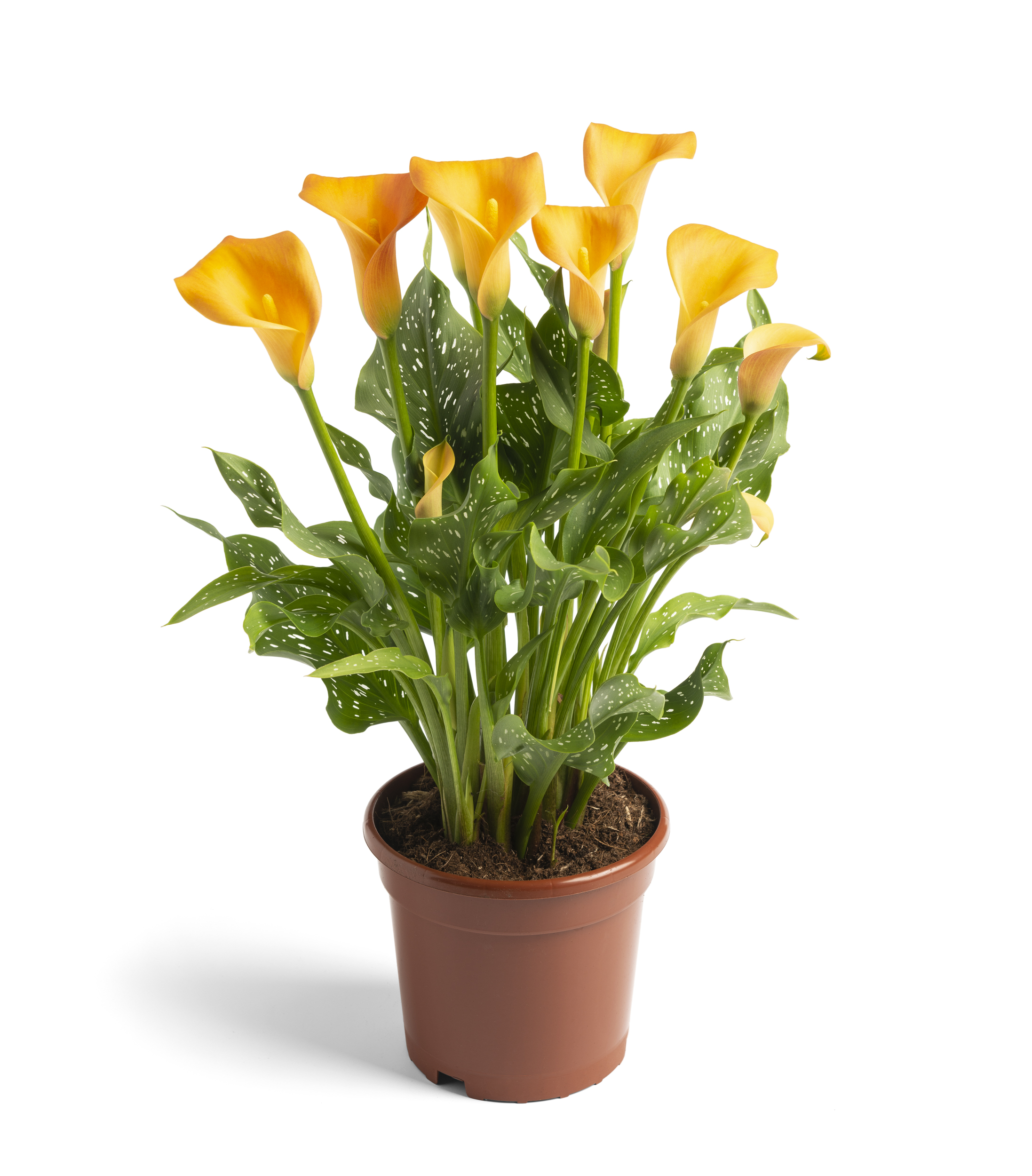 Orange Art Zantedeschia
