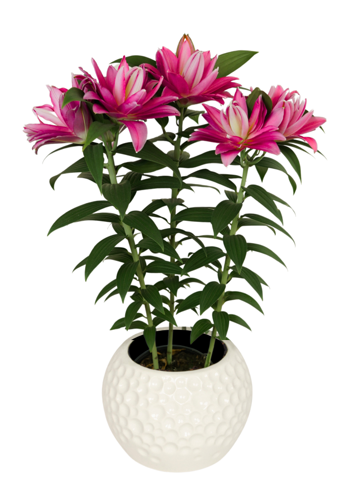 Sunny Double Reward Lily Looks Lilium