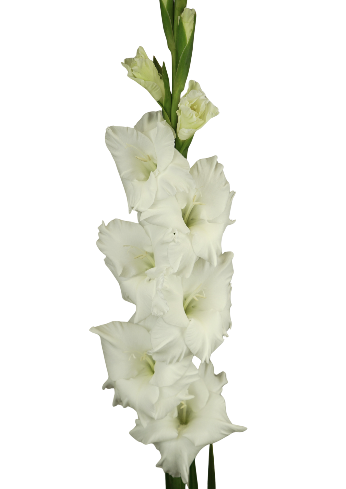 12.172.01 Prisma Gladiolus Gladiolus