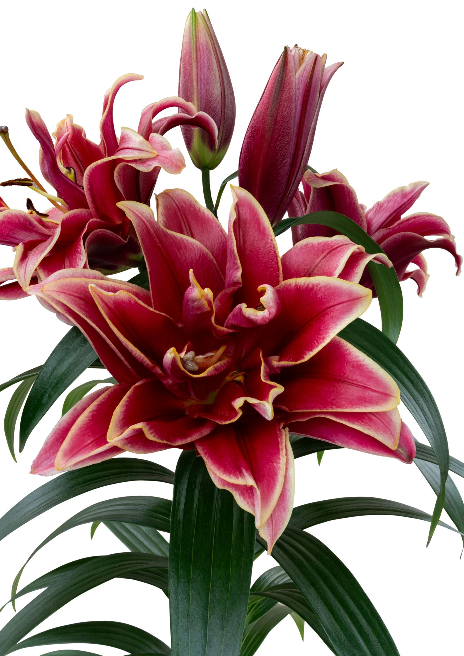 Feiko Starlily Lilium