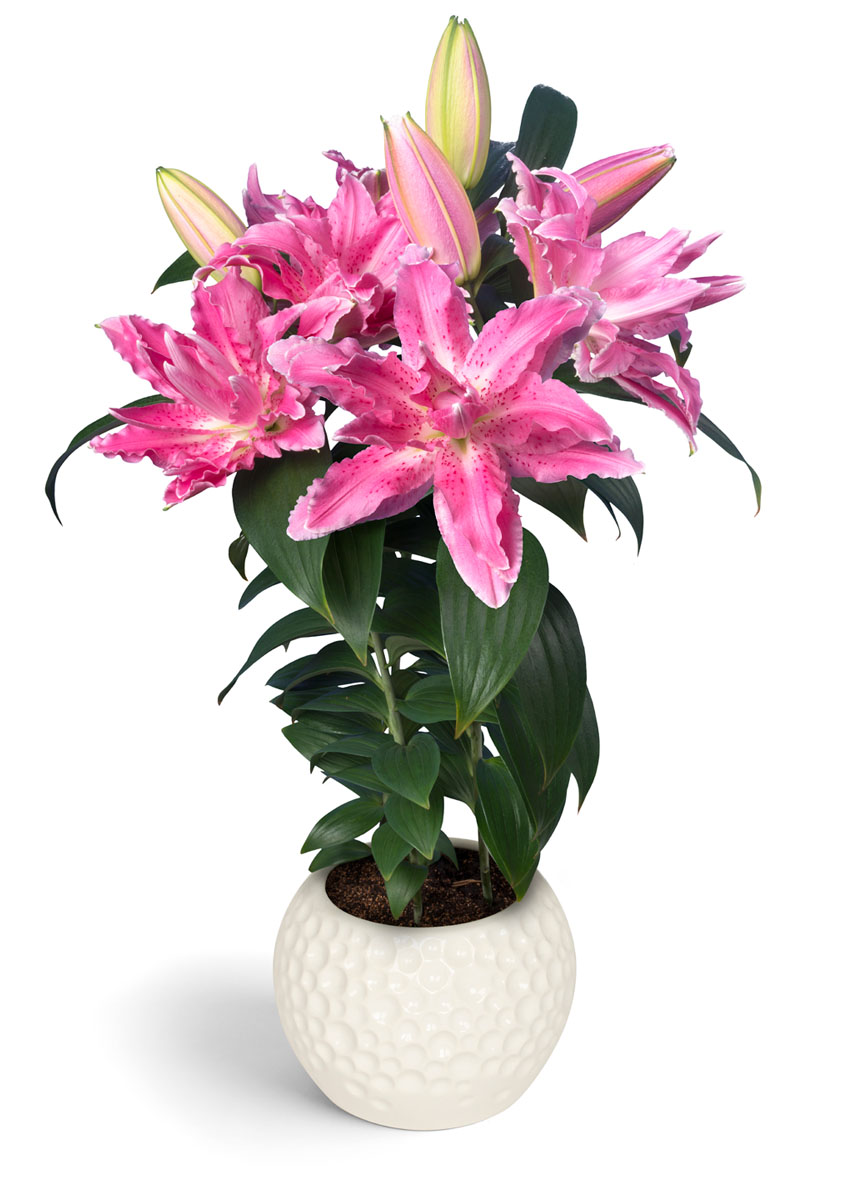 RL Xava Roselily Lilium