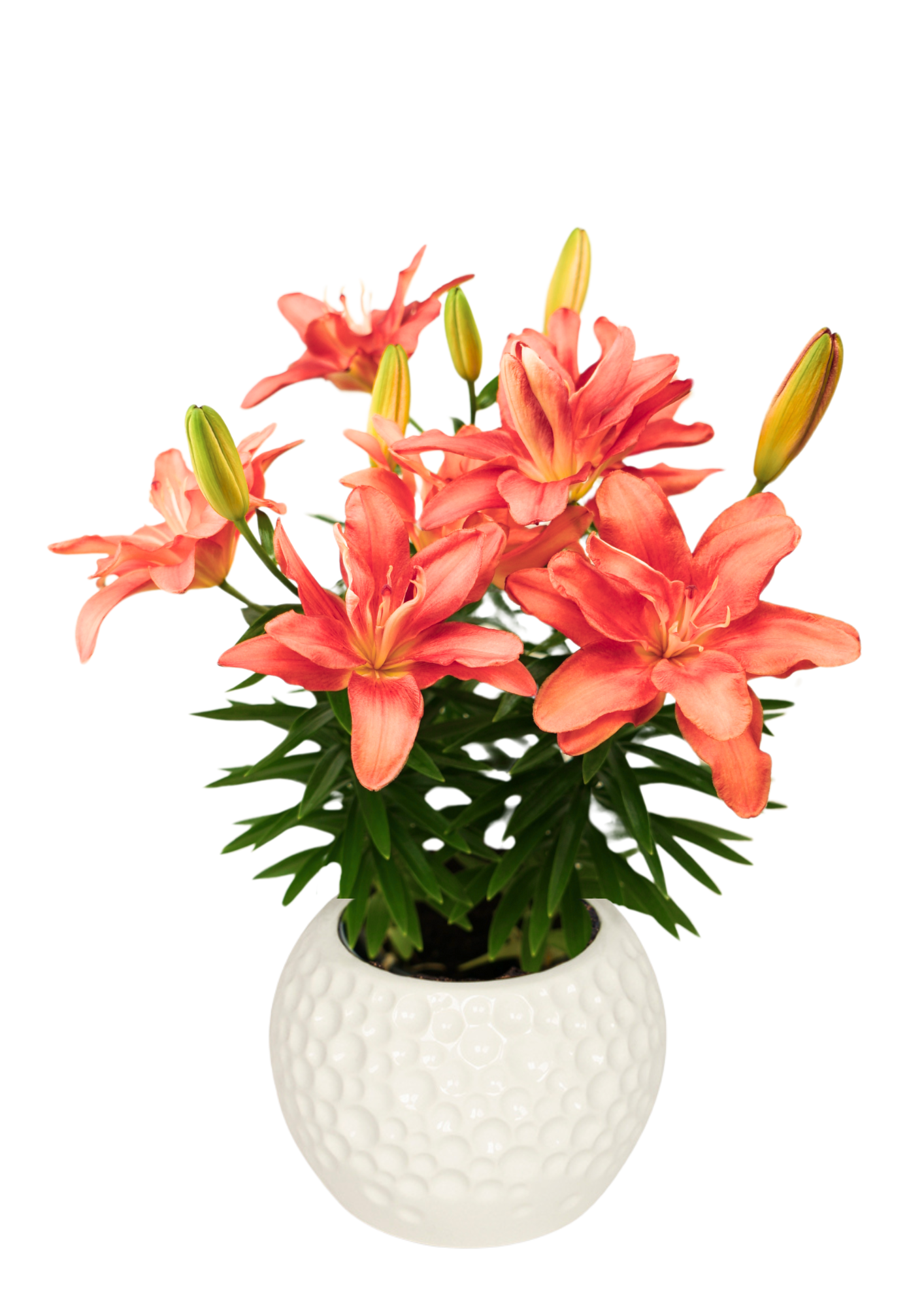 Pura Joya Pura Vida Lilium