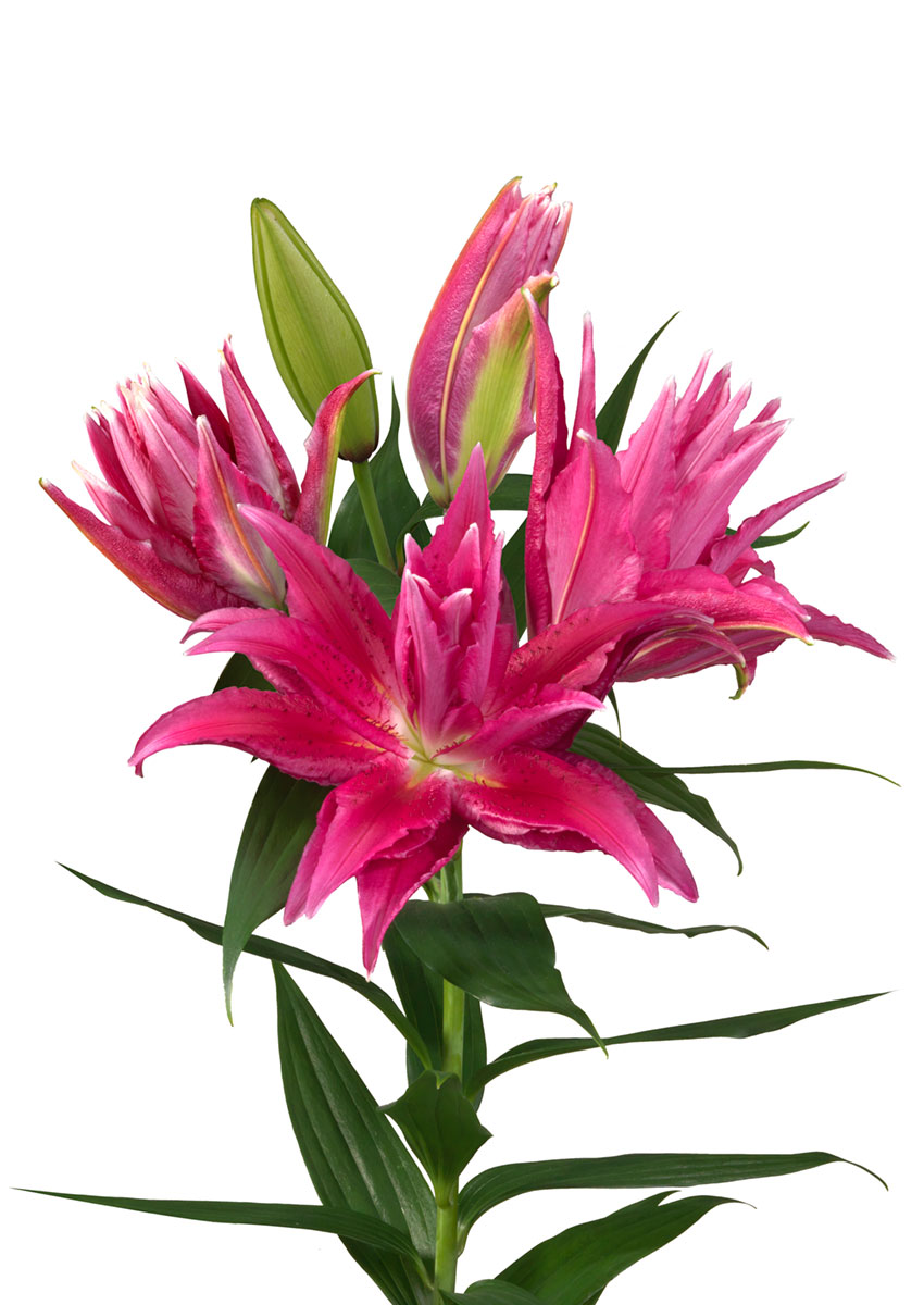 RL Gabriëlla Roselily Lilium