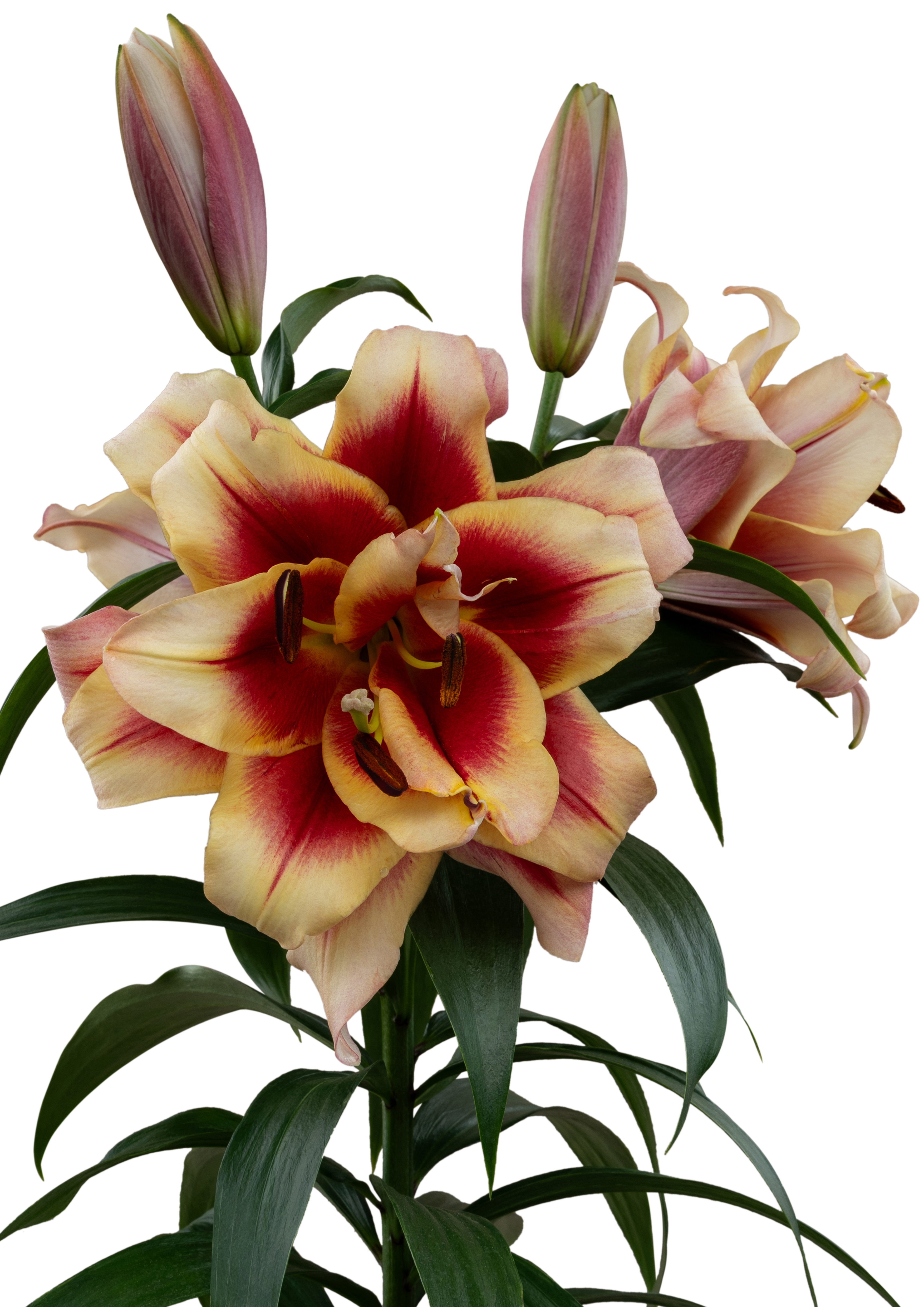 Alvaro Starlily Lilium