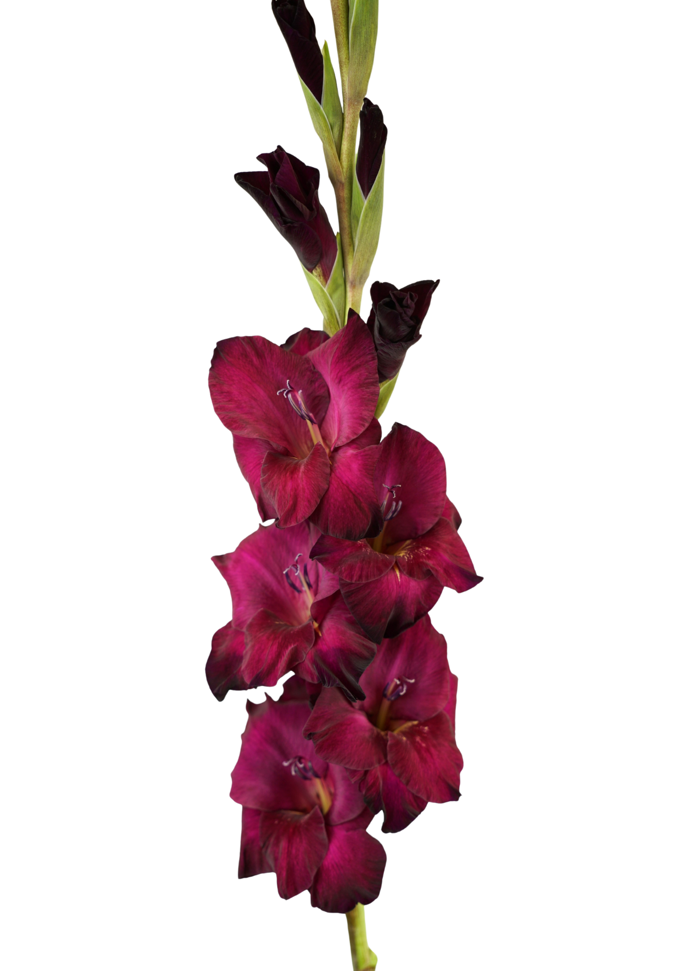 Mahler Gladiolus