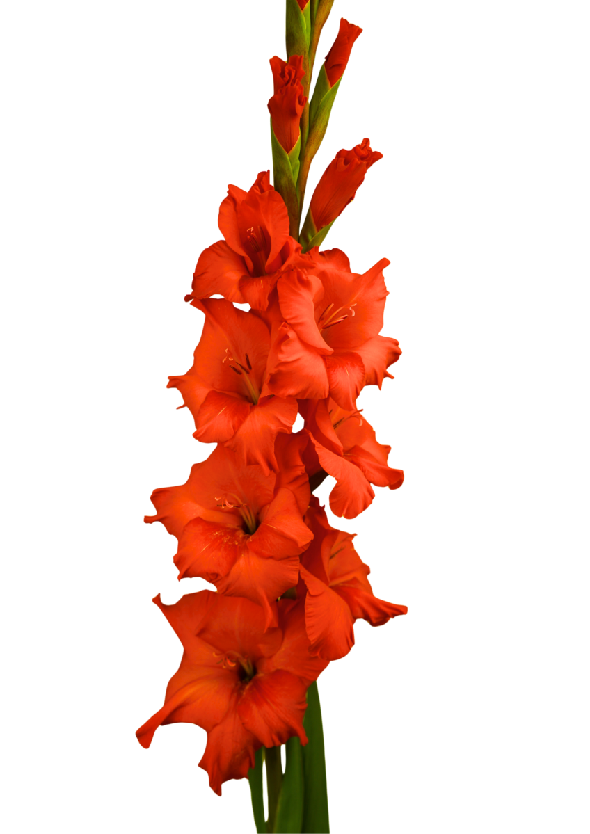Demarrage Prisma Gladiolus Gladiolus