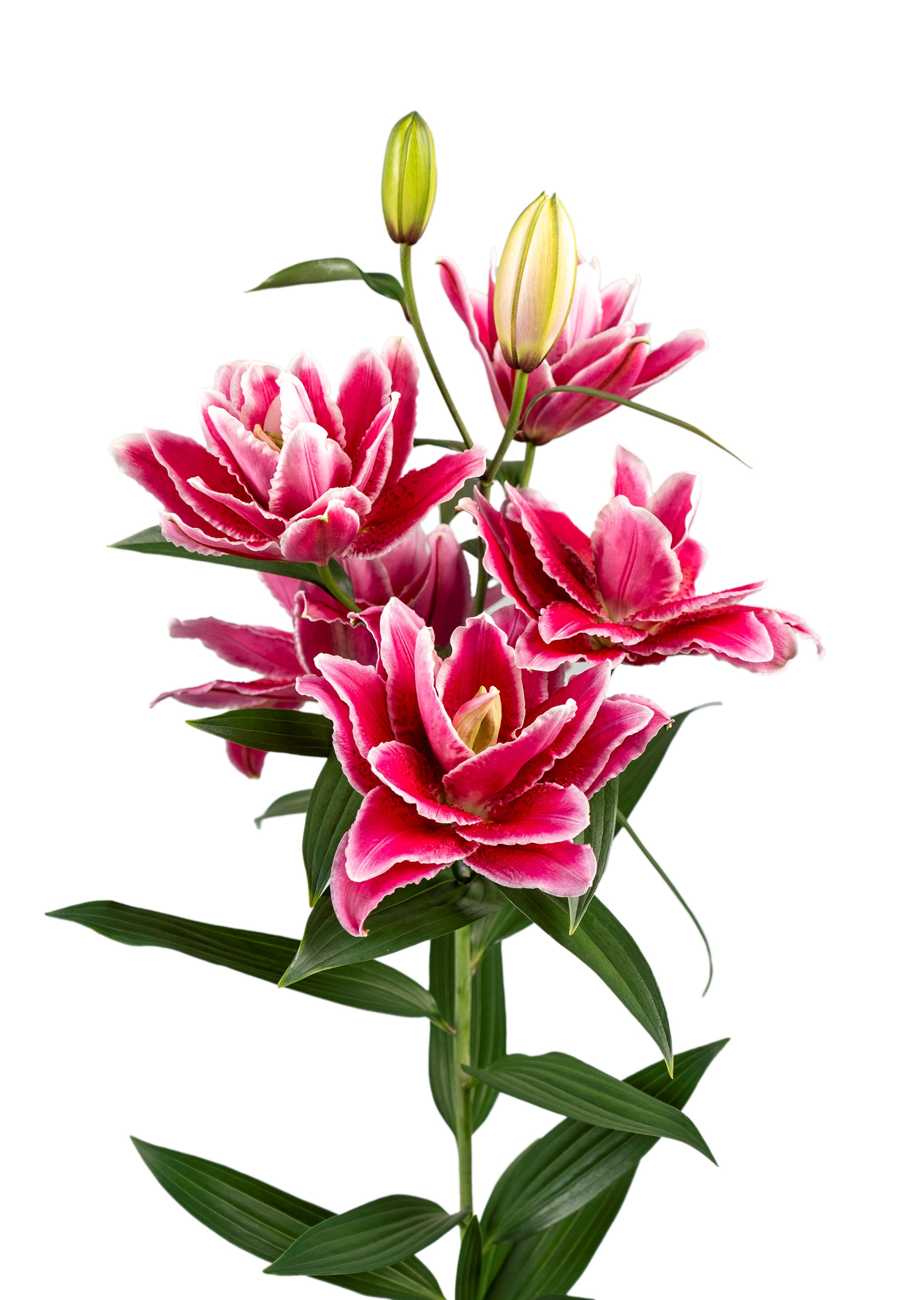 RL Rachida Roselily Lilium