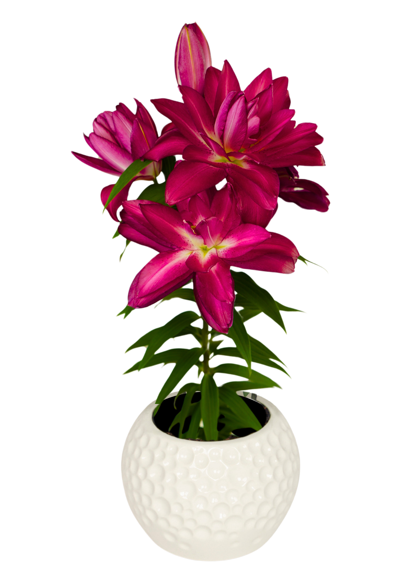 Sunny Double Gift Lily Looks Lilium