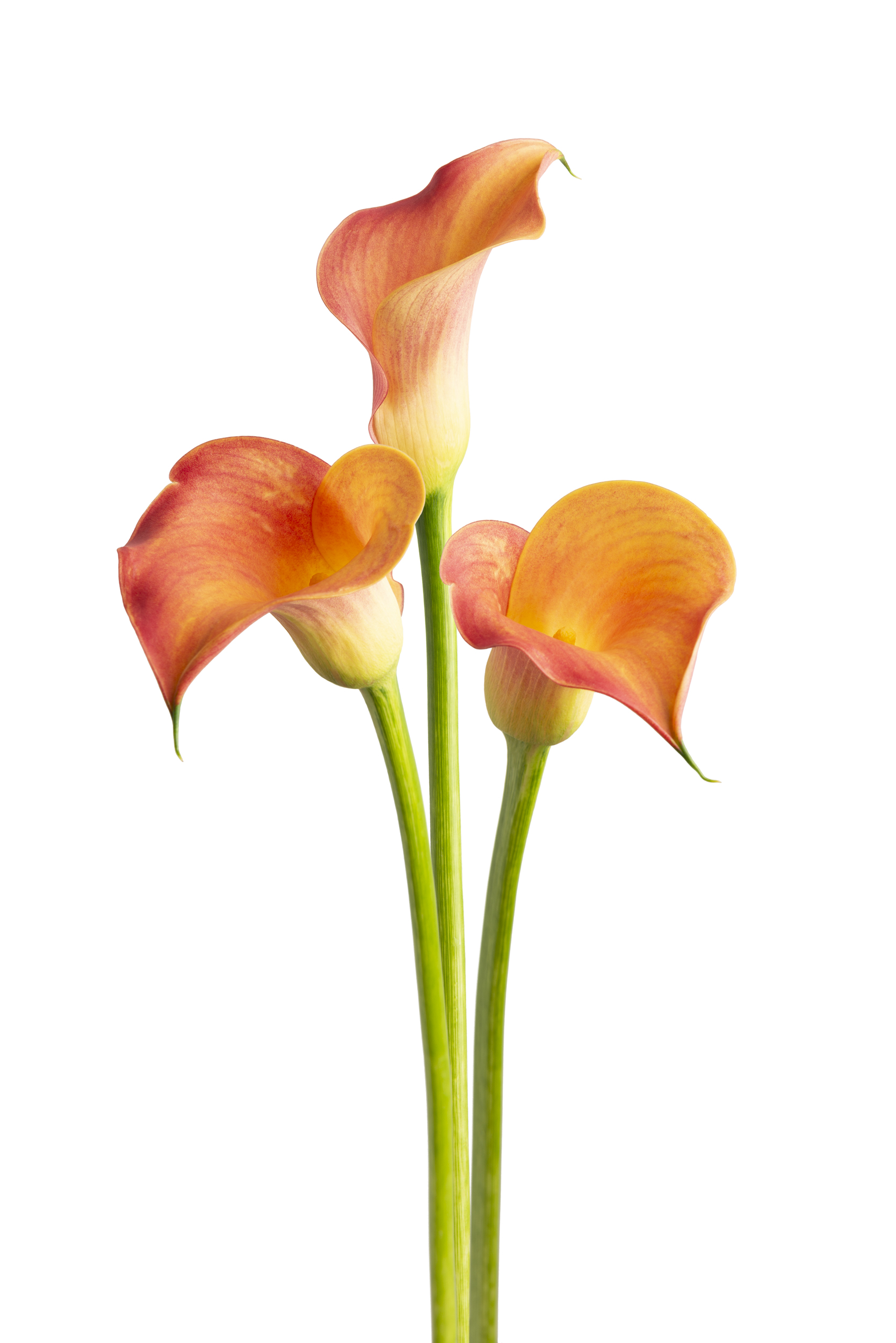 Havana Zantedeschia