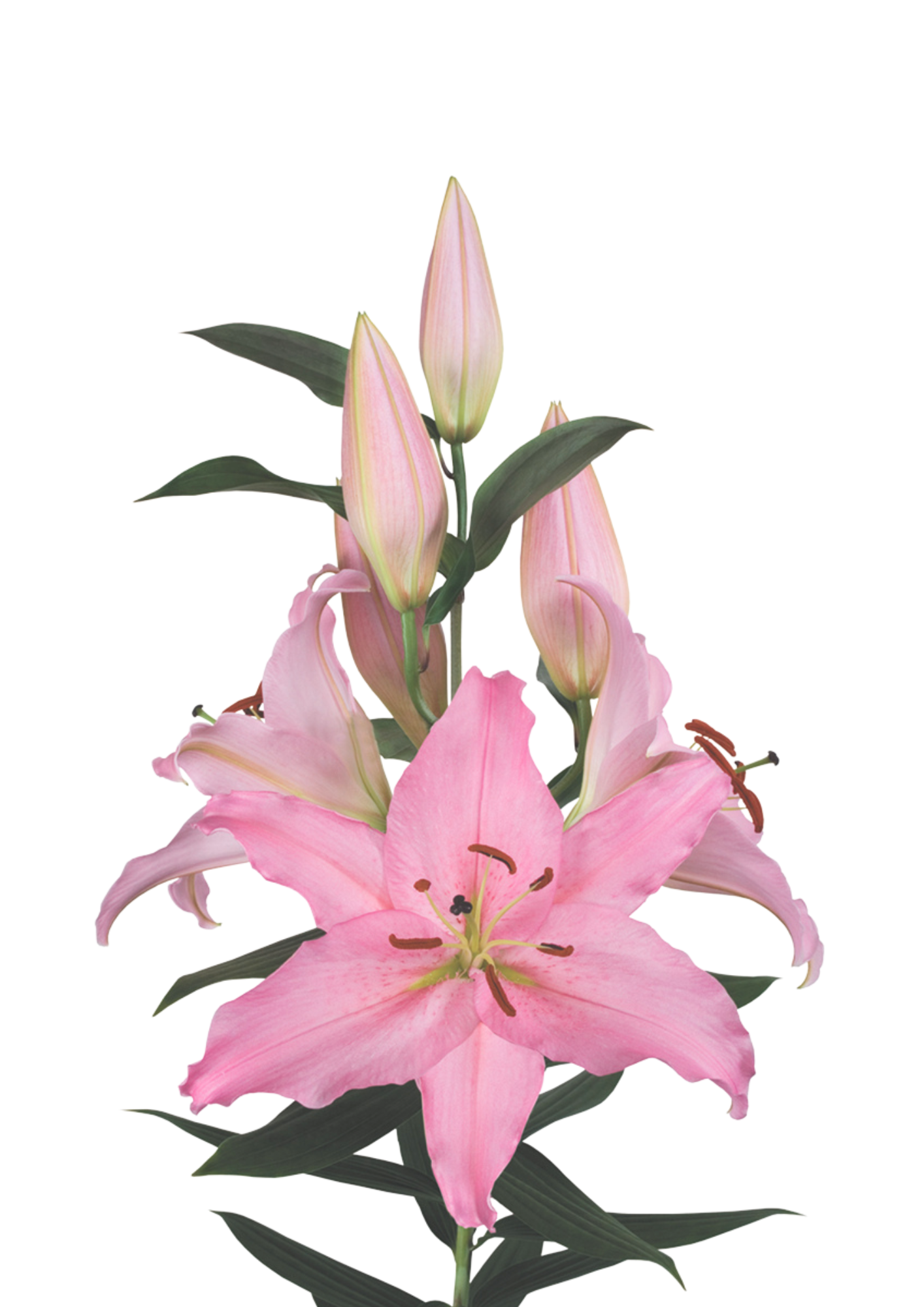 Mistero Lilium