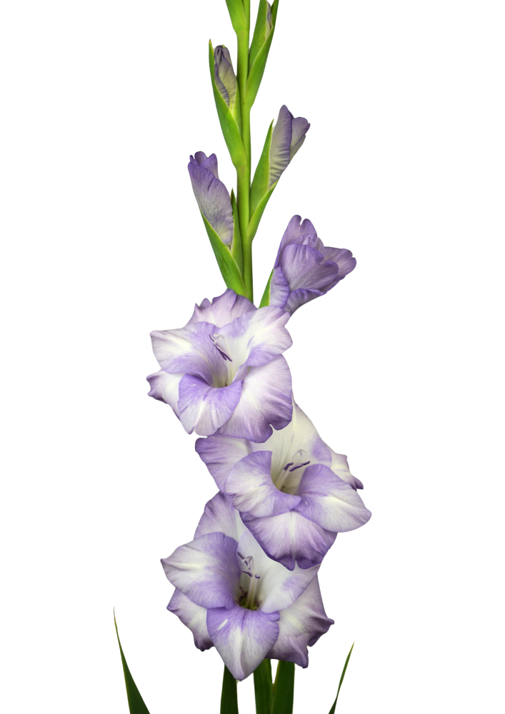 Yvonne Gladiolus