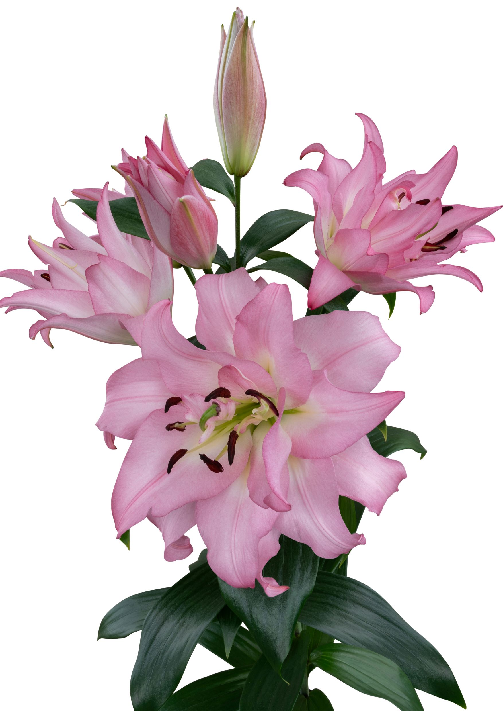 SL Kento Starlily Lilium