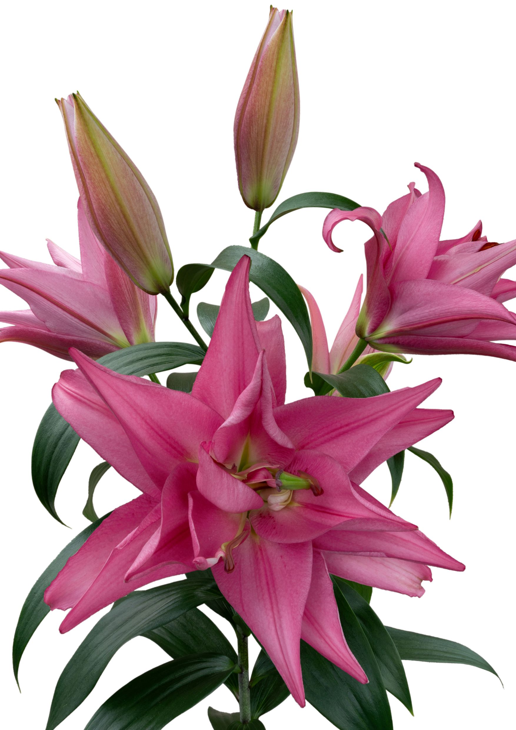 SL Ivo Starlily Lilium