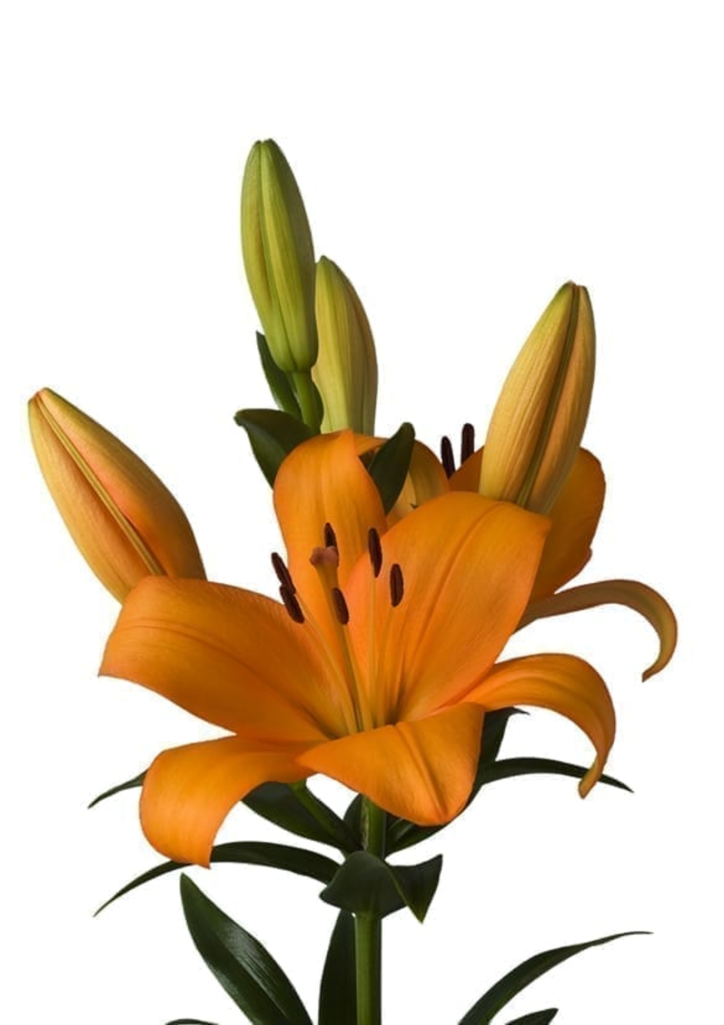Caesars Palace Lilium