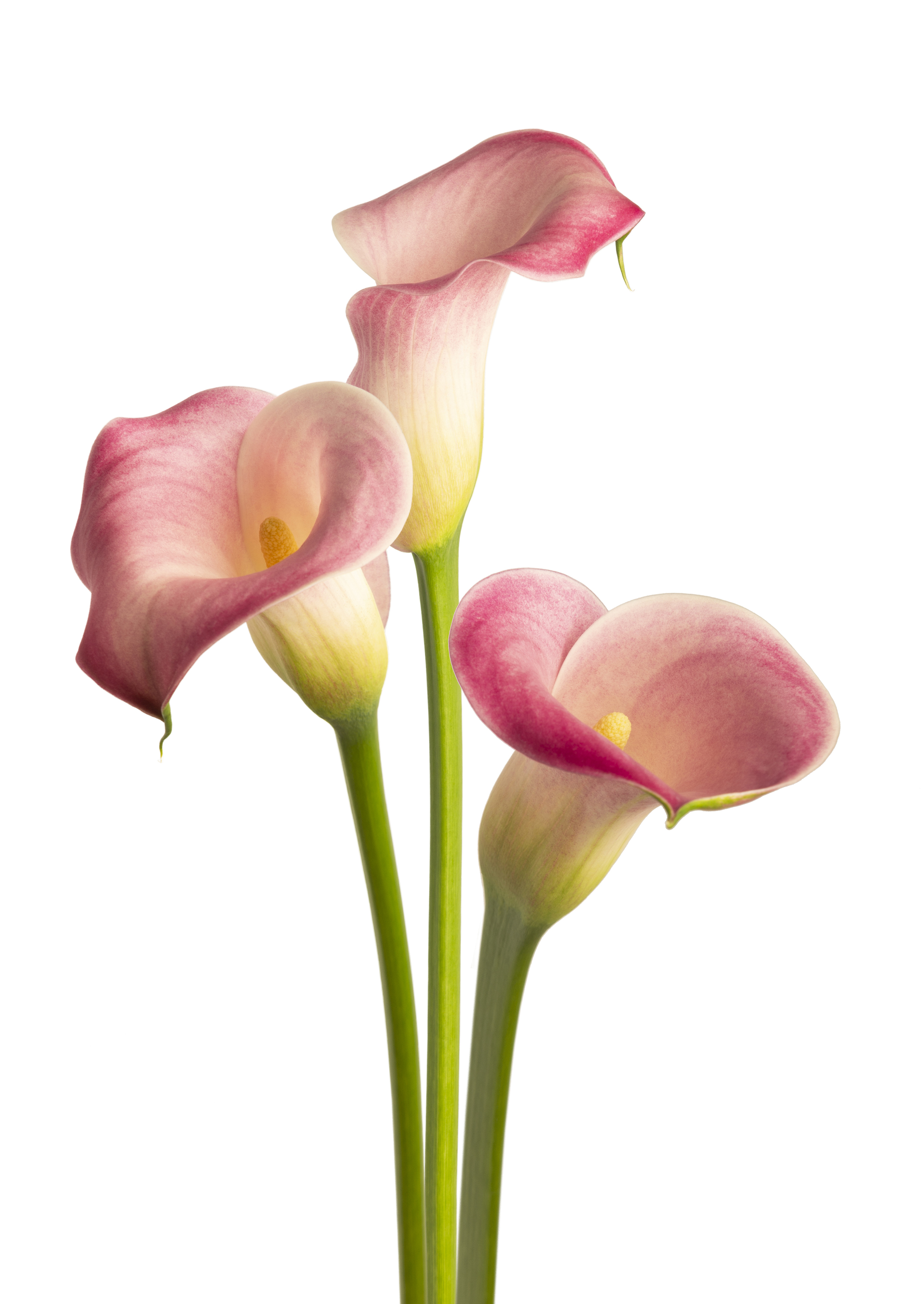 Dreamland Zantedeschia
