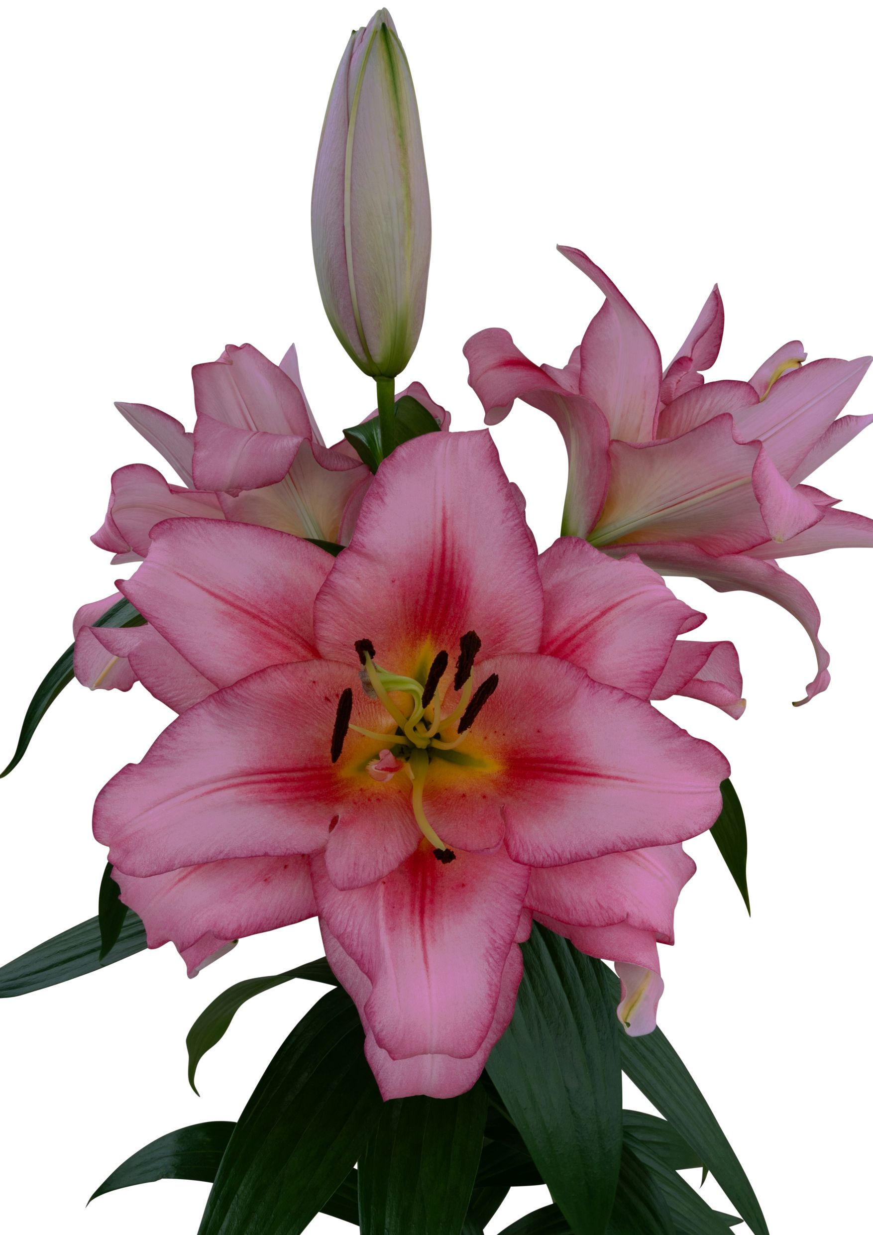 Antero Starlily Lilium