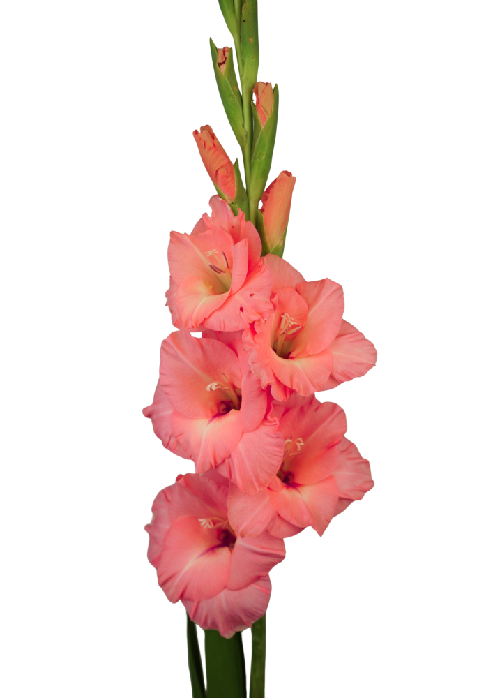 Fortarosa Prisma Gladiolus Gladiolus