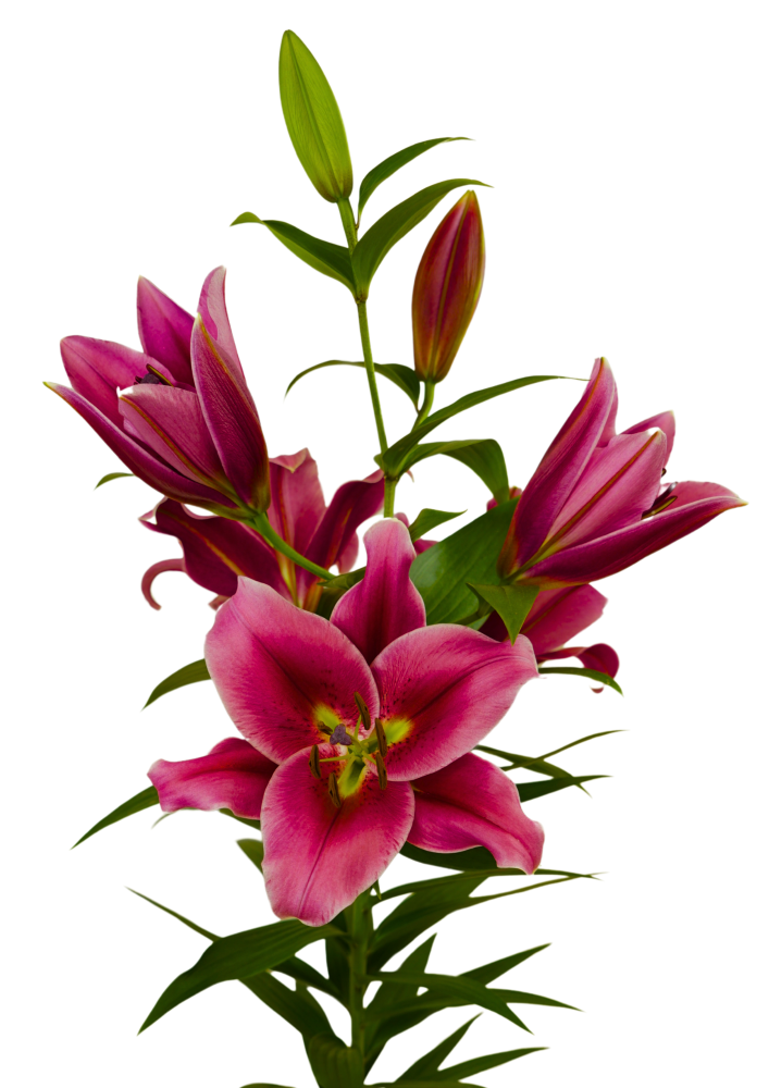 Strong Love Lilium