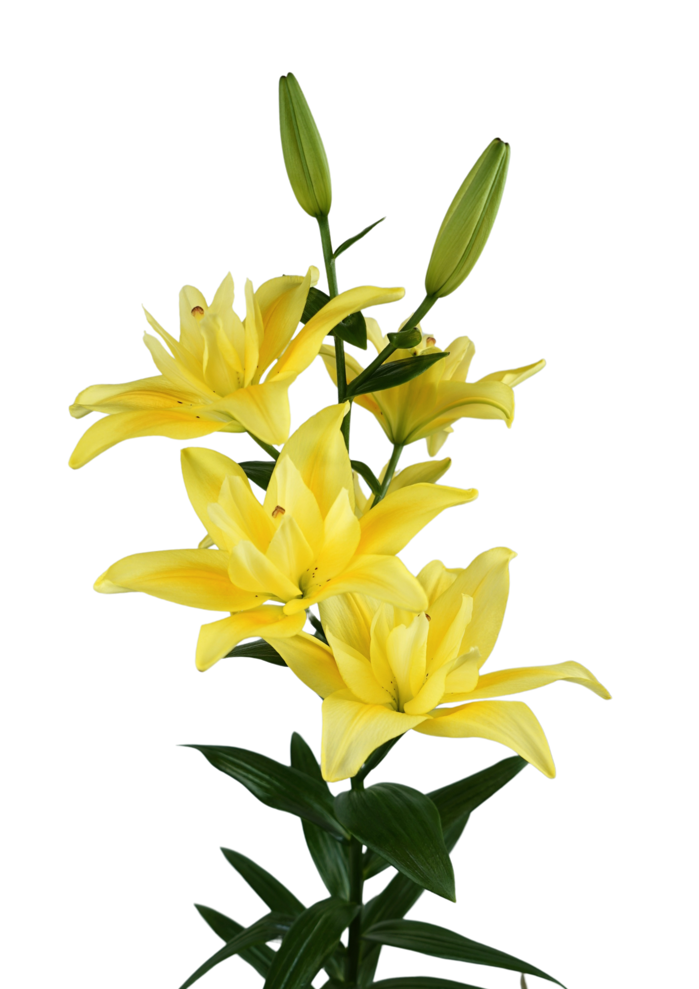 Twinflame Avalon Twin Flame Lilium