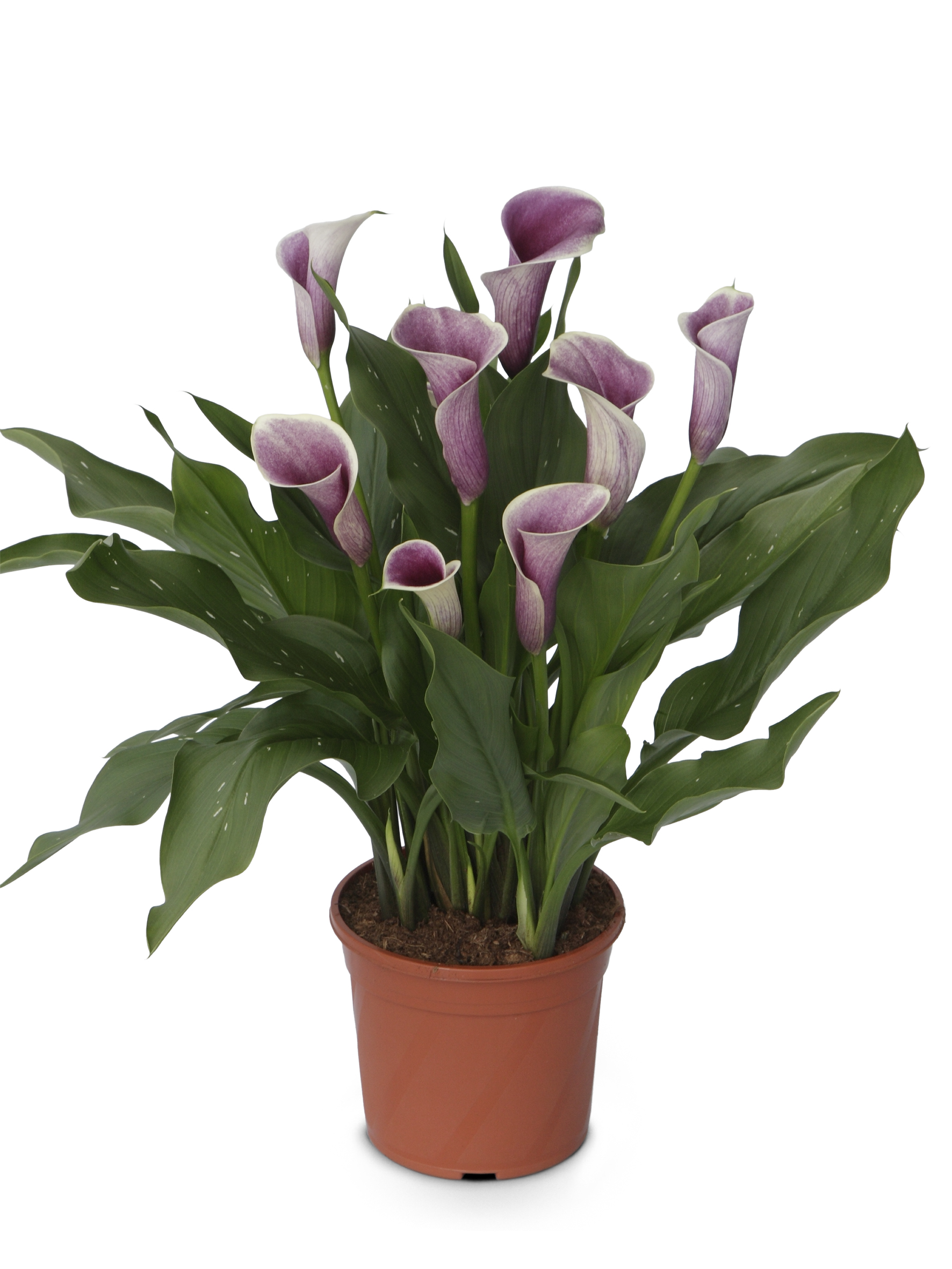 Airbrush Zantedeschia