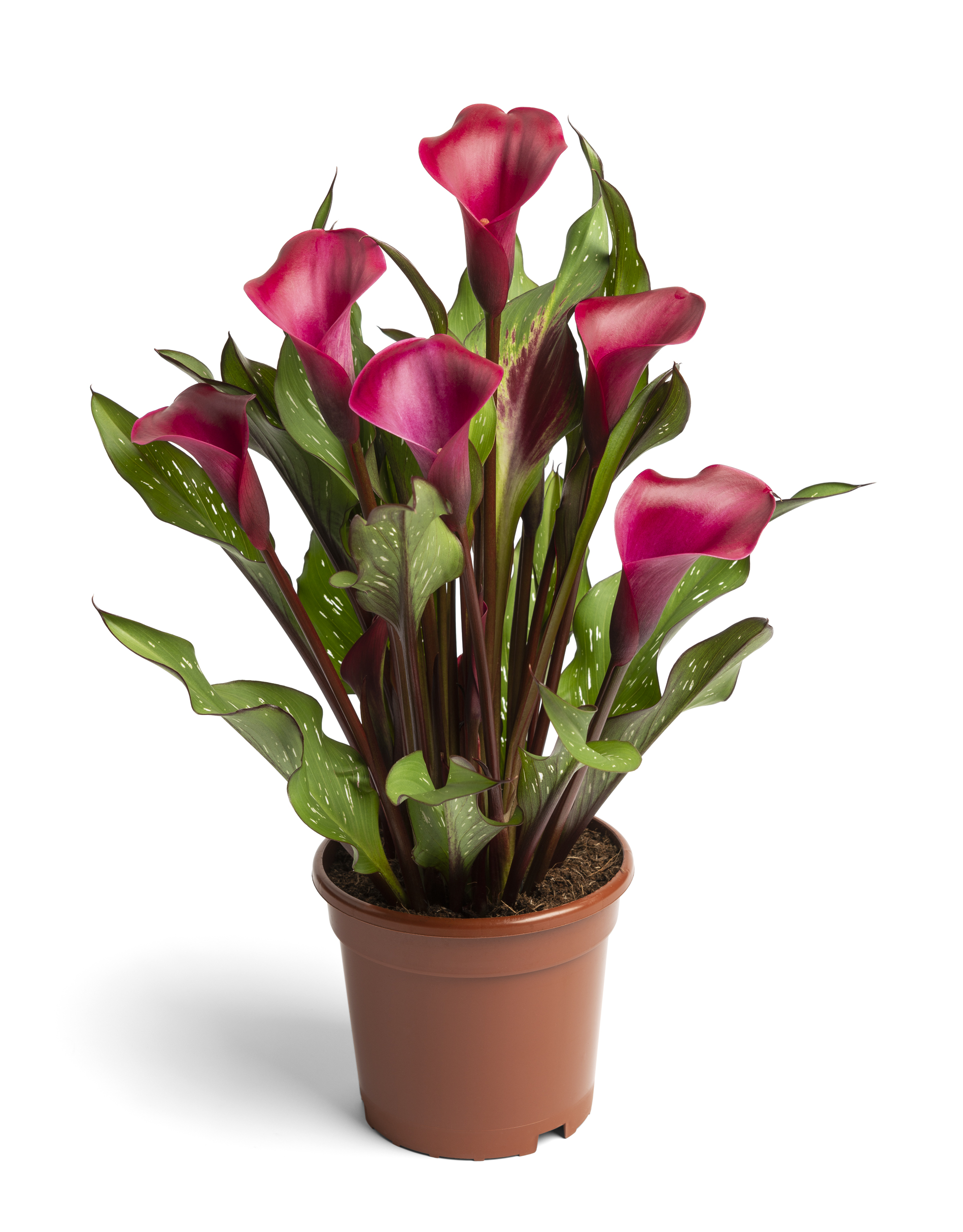 Tokyo Zantedeschia