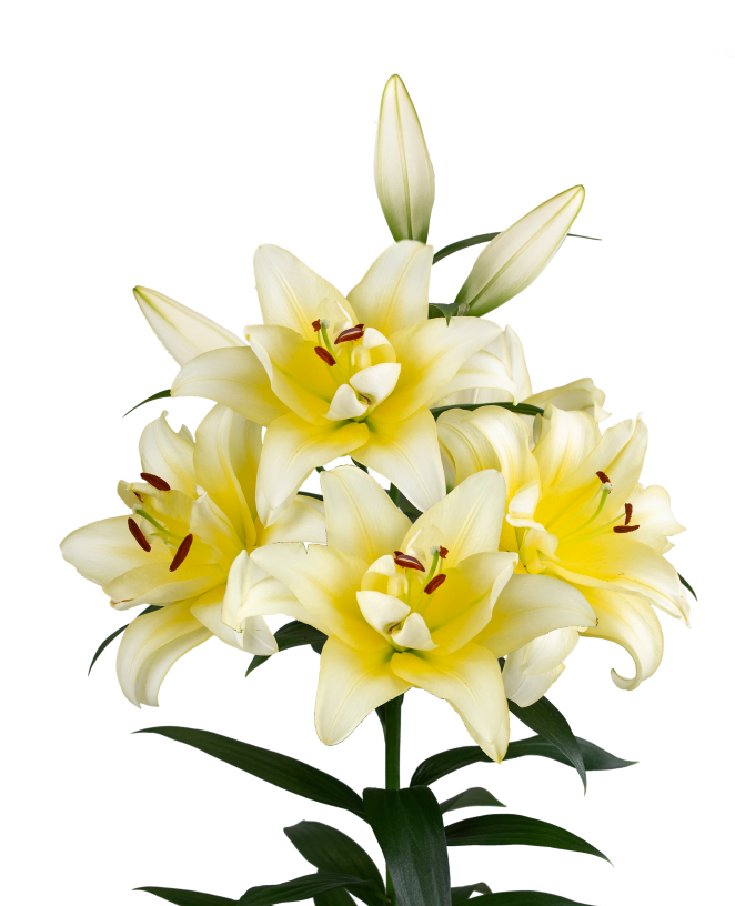 Cristiano Starlily Lilium
