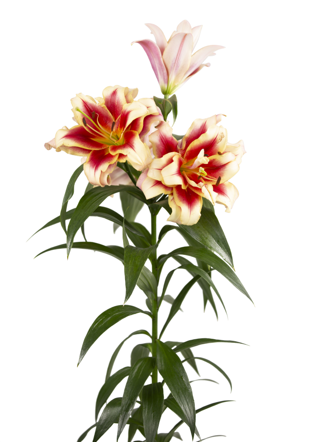 Alvaro Starlily Lilium