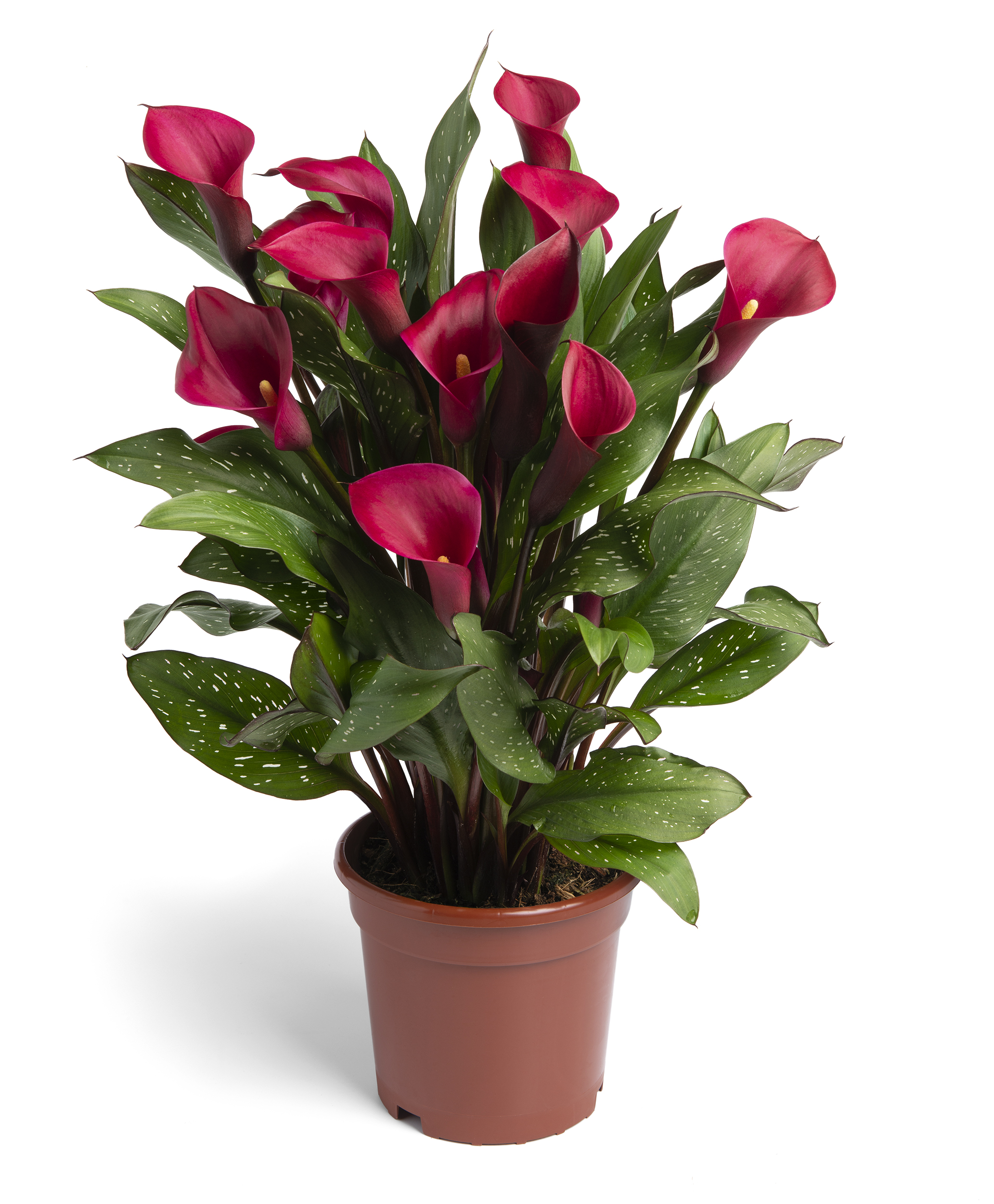 Red Symphony Zantedeschia