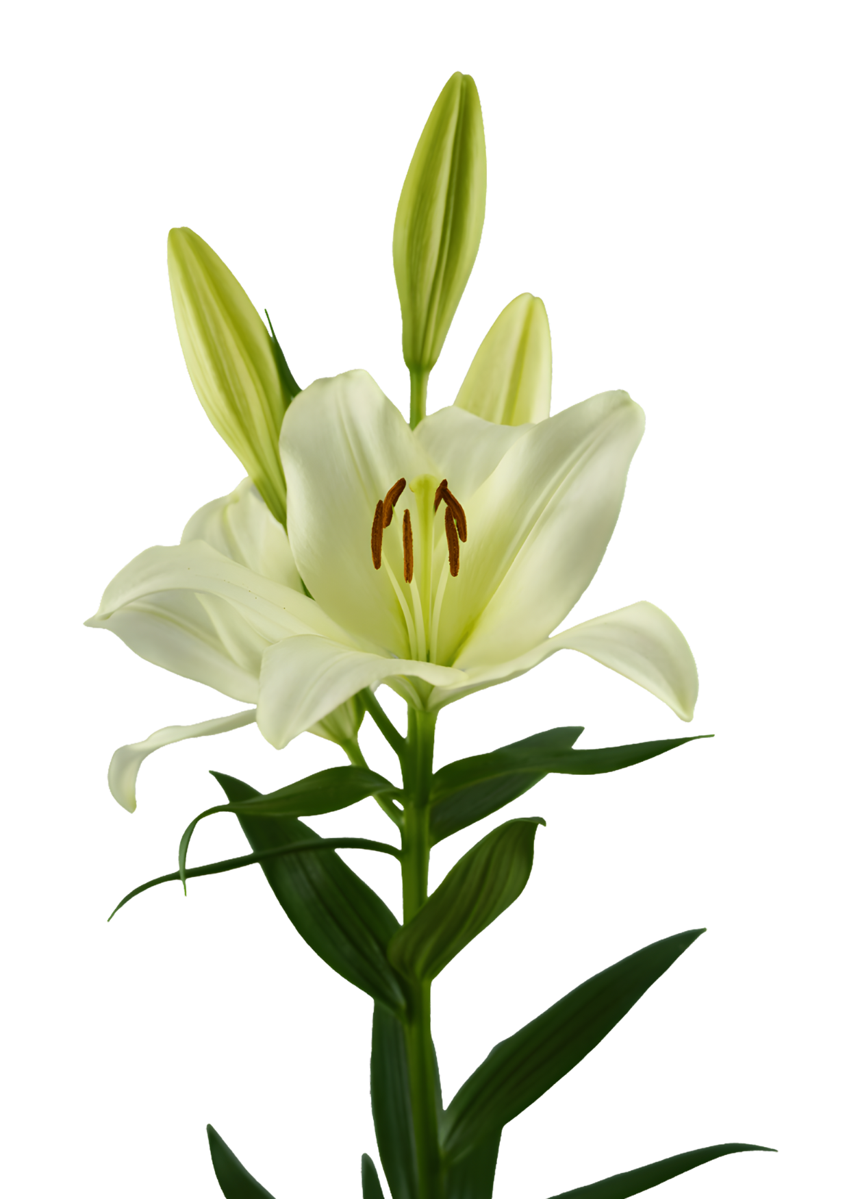 Erinome Lilium