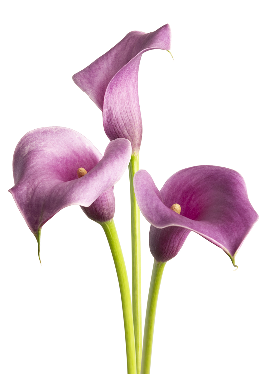 Purple Spirit Zantedeschia