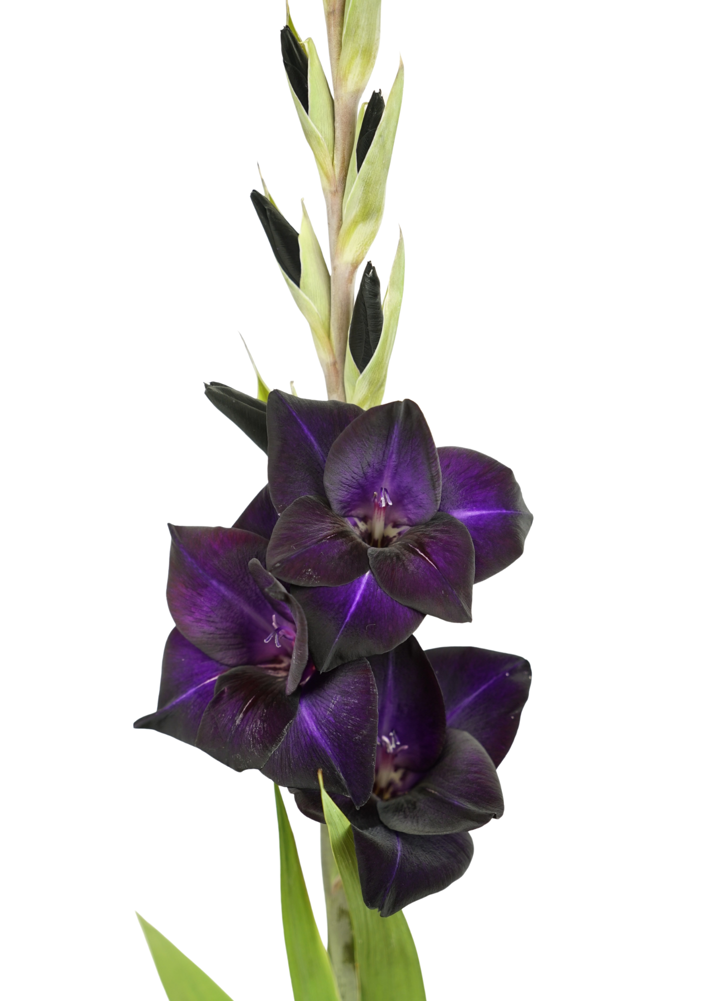Black Sabbath Prisma Gladiolus Gladiolus