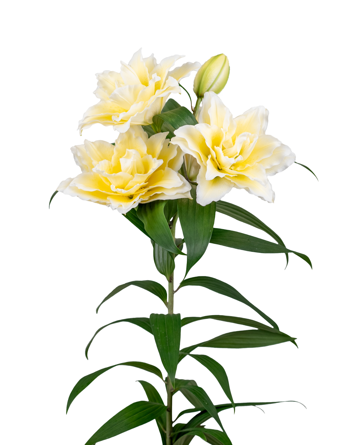 RL Ancelina Roselily Lilium