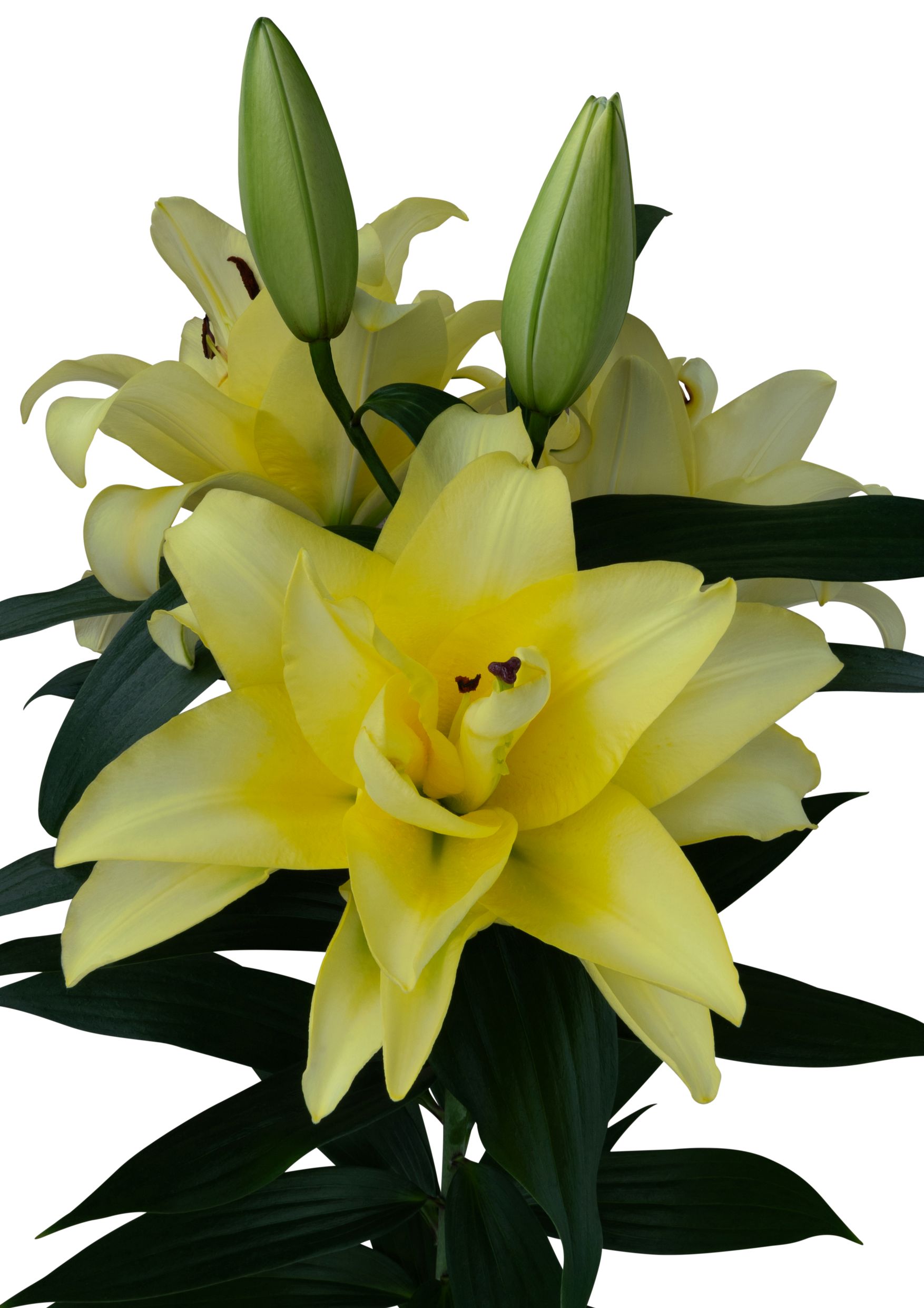 Dario Starlily Lilium